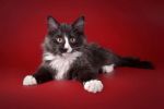 Чистокровный Норвежский котенок (4 фотографии)